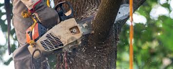 How Our Tree Care Process Works  in  West Pasco, WA