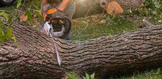 Best Tree Mulching  in West Pasco, WA