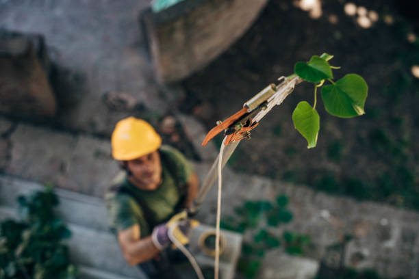 Best Palm Tree Trimming  in West Pasco, WA