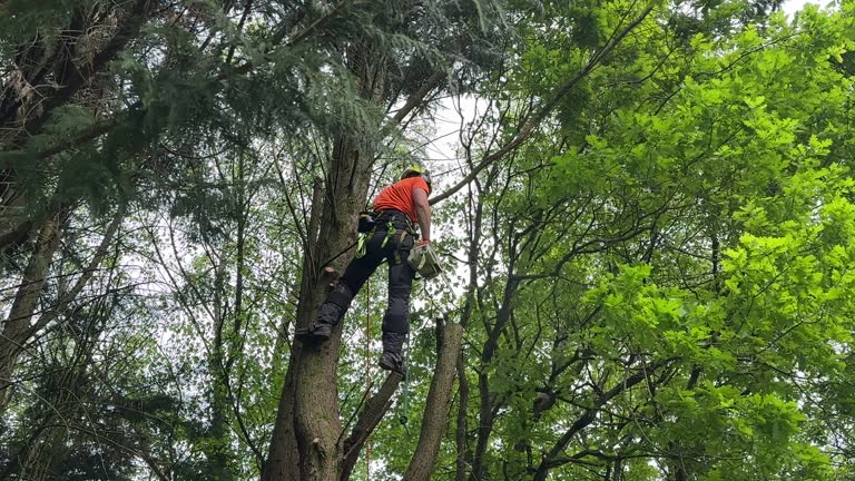 Best Hazardous Tree Removal  in West Pasco, WA