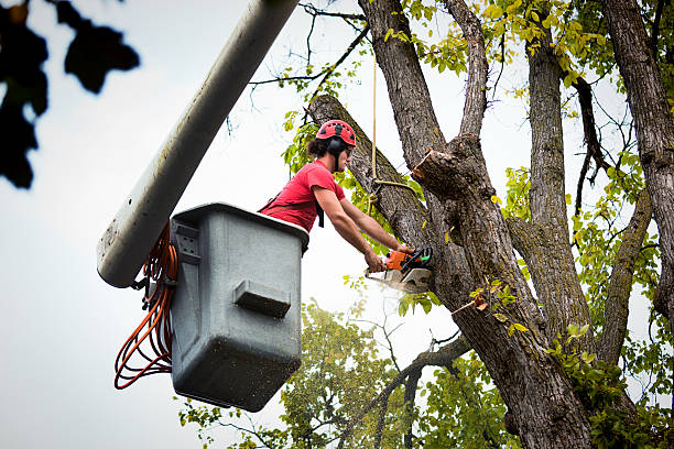 Best Arborist Consultation Services  in West Pasco, WA